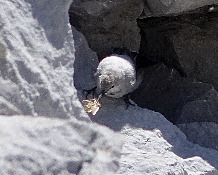 wallcreeper